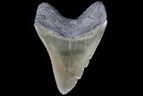 Serrated, Fossil Megalodon Tooth - Nice Color #84146-2